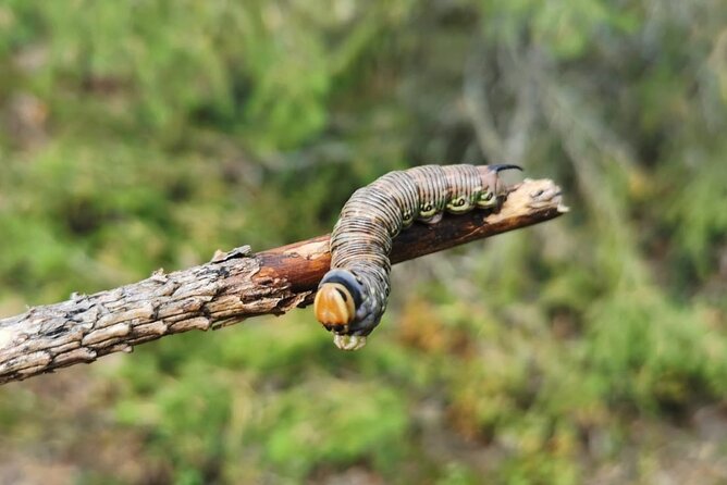 2-Day Small-Group Basic Skills Survival Course in Södermanland - Who should book this Swedish survival course