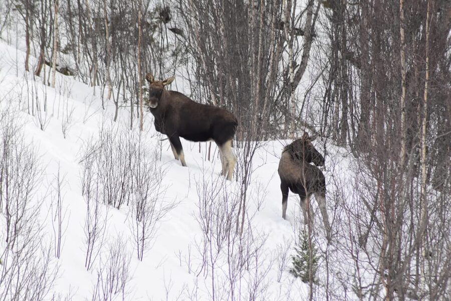 Abisko: Snowmobile Sightseeing Tour - Choosing between a snowmobile and the guide’s sled