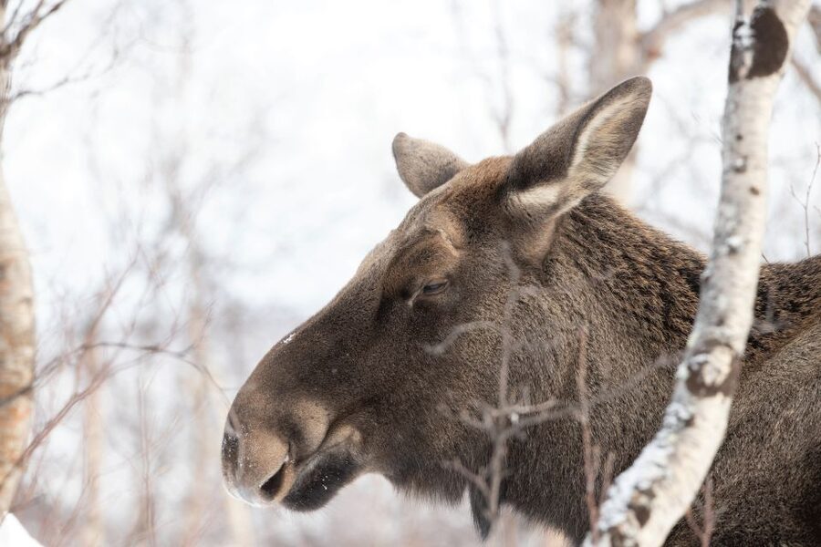 Abisko: Wilderness Snowshoe Hike - Why this short Abisko hike works so well