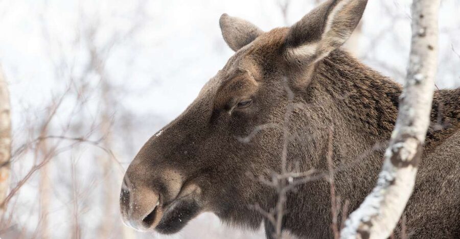 Abisko: Wilderness Snowshoe Hike - Hot drinks and warm clothing at the right moment