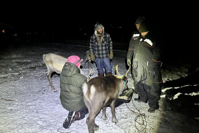 Arctic Adventure with Reindeer and Northern Lights Hunt 18:30 pm - Feeding reindeer in Övre-Soppero