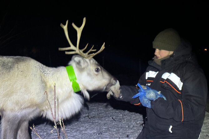 Arctic Adventure with Reindeer and Northern Lights Hunt 18:30 pm - Hunting for the Northern Lights on the road