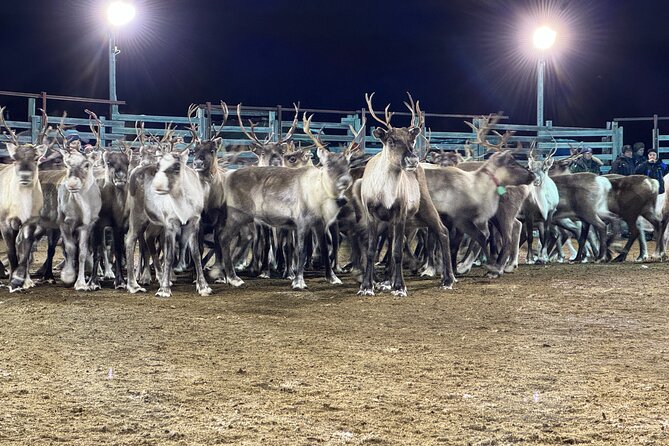 Arctic Adventure with Reindeer and Northern Lights Hunt 18:30 pm - What the $250 price really covers