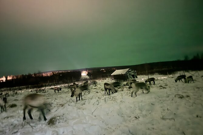 Arctic Adventure with Reindeer and Northern Lights Hunt 18:30 pm - How to dress for the 40 minutes outside