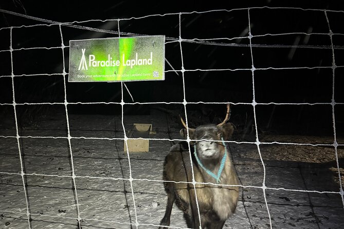 Arctic Adventure with Reindeer and Northern Lights Hunt 18:30 pm - The 18:30 departure from Kiruna