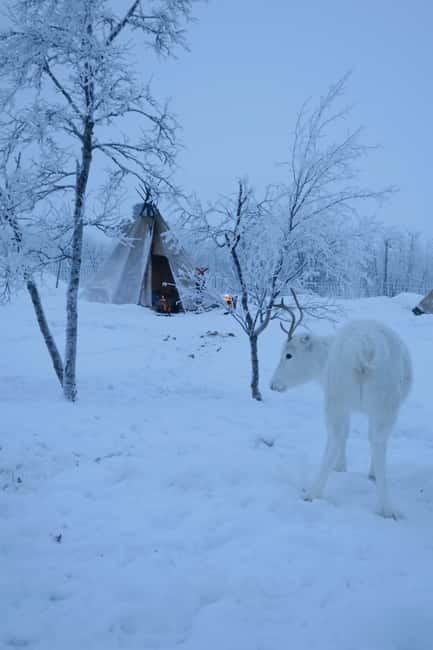 Arctic Dream - Snowmobile Safari to Lapland Viewpoint - Is $339 a fair price?