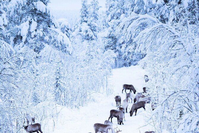 Aurora Hunting with Reindeer Caravan - Waiting for the northern lights