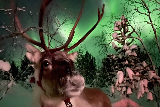 Aurora Hunting with Reindeer Caravan - Dinner in the traditional tent