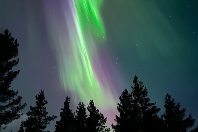 Aurora Hunting with Reindeer Caravan - Meeting the reindeer and offering white moss