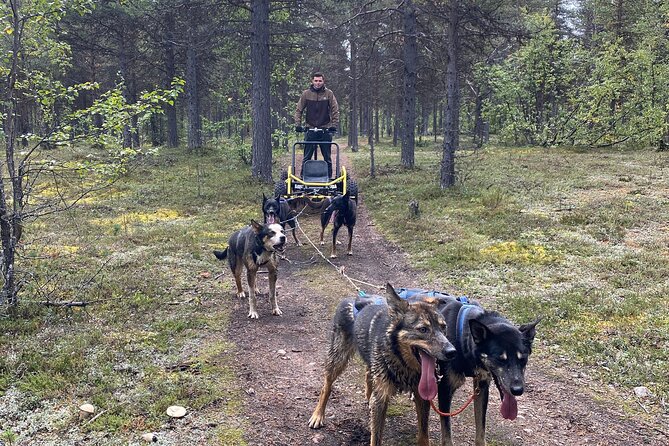 Autumn Husky Sit and Drive Cart Tour from Kiruna - Learning to harness and drive the cart