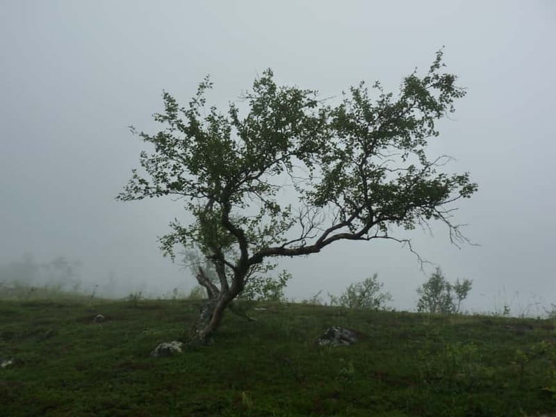 Bloody Stockholm: ghosts, horror and dark folklore 2h - Why Swedish folklore makes the walk more than a ghost tour