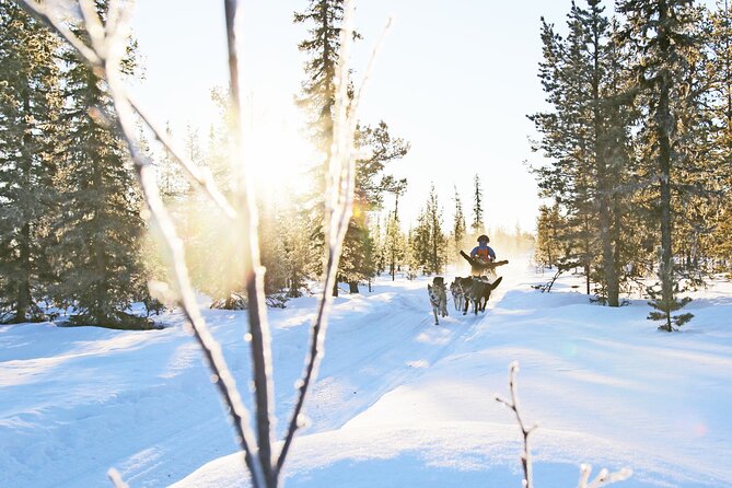 Dogsled Adventure Kiruna - Key points to know before you book