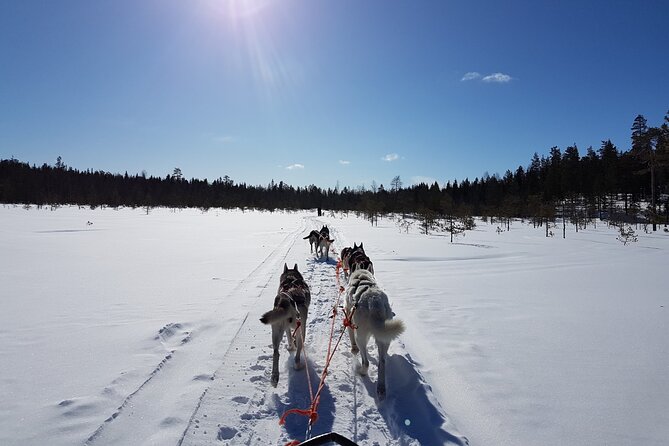 Dogsled Adventure Kiruna - A quiet start in Kiruna’s winter forest