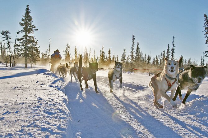 Dogsled Adventure Kiruna - Meeting an Alaskan Husky team
