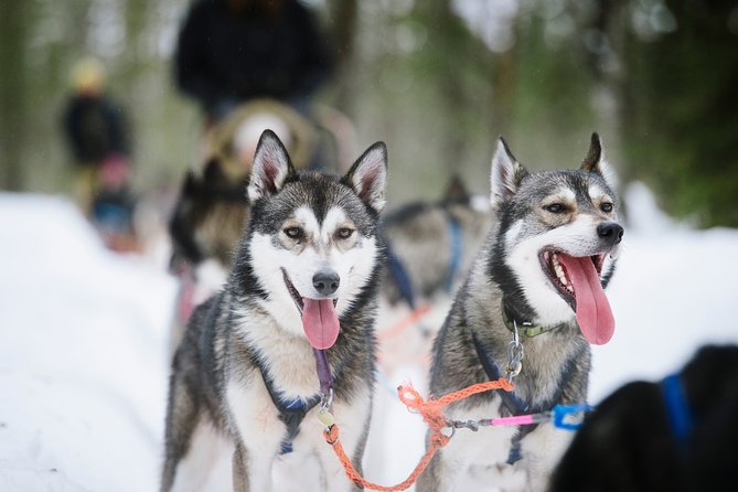 Dogsled Adventure Kiruna - The sled ride through the snowy forest