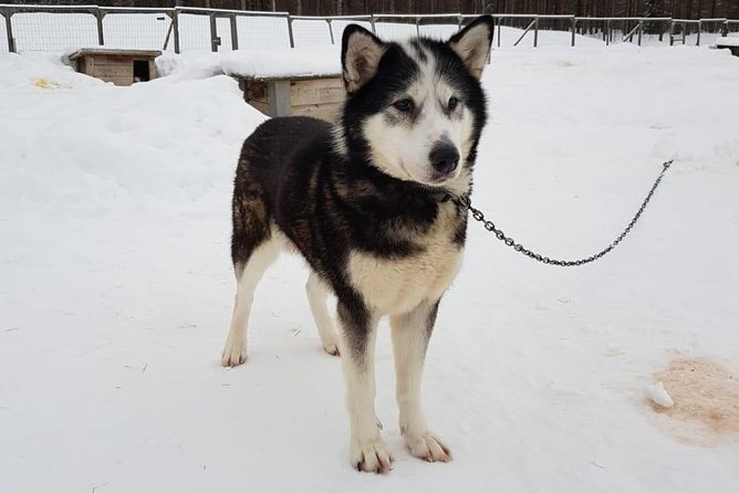 Dogsled Adventure Kiruna - The open-fire stop and Swedish fika