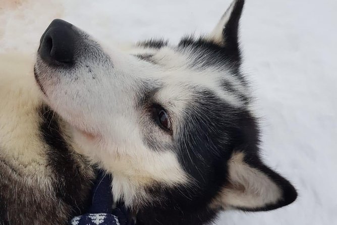 Dogsled Adventure Kiruna - What the $308.43 price really buys