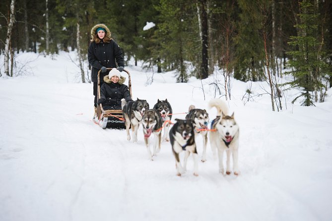 Dogsled Adventure Kiruna - Who will enjoy this Kiruna dogsled adventure