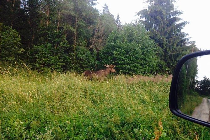 Evening Wildlife Safari from Stockholm - Leaving Stockholm for the countryside