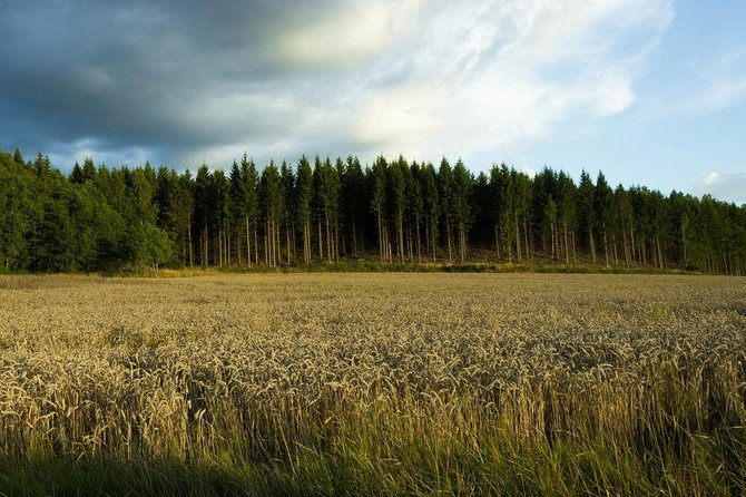 Evening Wildlife Safari from Stockholm - The Midsummer meal in a forest clearing