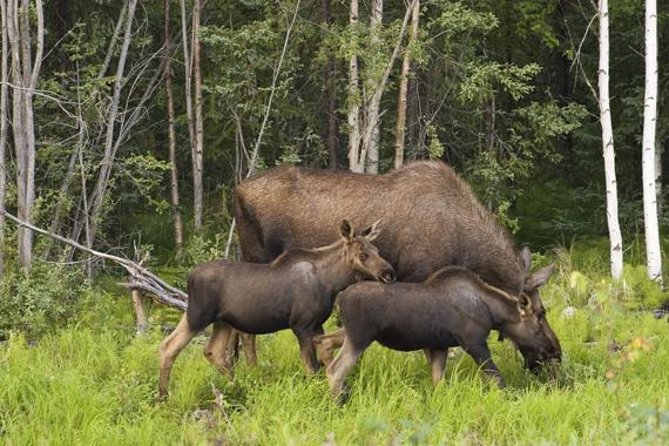 Evening Wildlife Safari from Stockholm - Guides, food, and the human side