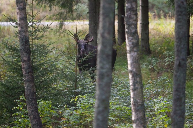 Evening Wildlife Safari Stockholm - Who will enjoy this evening most