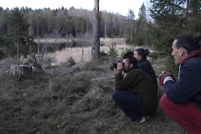 Evening Wildlife Safari with Campfire Dinner from Stockholm - Searching for moose, deer, and wild boar at dusk