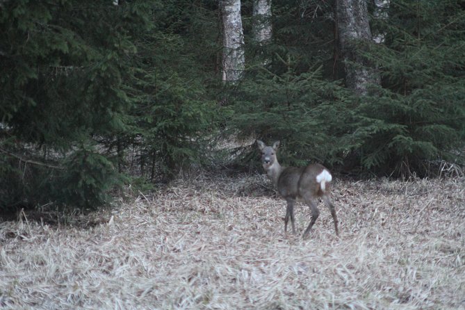 Evening Wildlife Safari with Campfire Dinner from Stockholm - Guides who make the difference