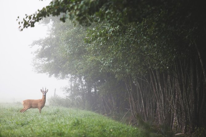 Evening Wildlife Safari with Campfire Dinner from Stockholm - Who will enjoy this Stockholm nature escape