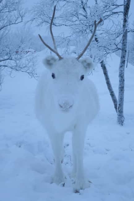Experience the majestic Auroras Kiruna-Abisko & lodge dinner - Is $255 A Fair Price?