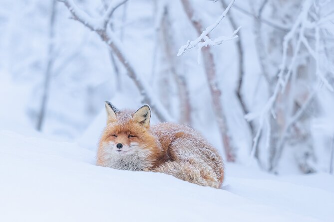 Explore the Norwegian Fjords and the Wildlife From Abisko - Why the flexible route matters