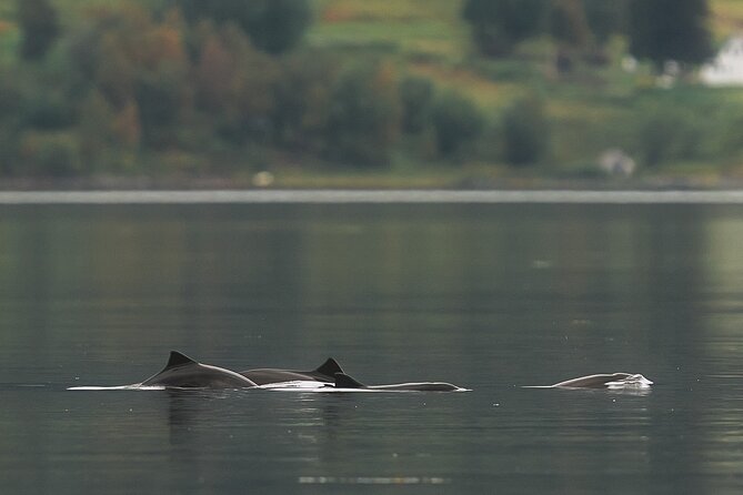 Explore the Norwegian Fjords and the Wildlife From Abisko - Coffee, tea, and the practical comfort of a small group