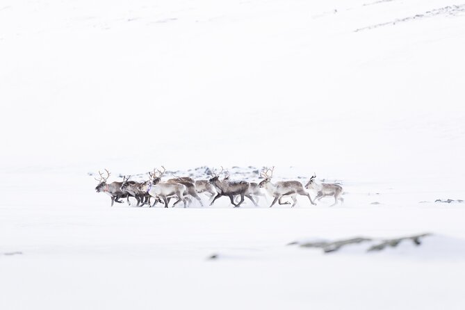 Explore the Norwegian Fjords and the Wildlife From Abisko - Weather can shape the whole day