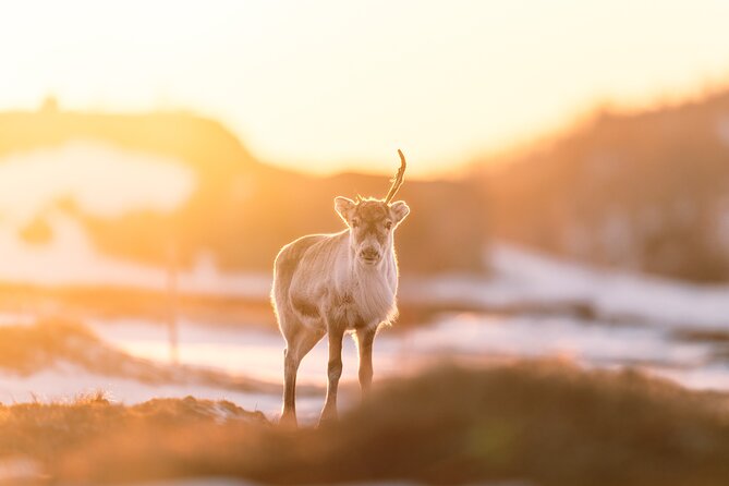 Explore the Norwegian Fjords and the Wildlife From Abisko - The fjords: scenery without a crowded schedule