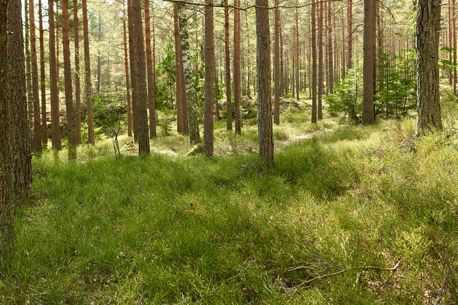 Forestbathing Slow Walking and Healing Spring Water, Stockholm - Swedish fika beside the water