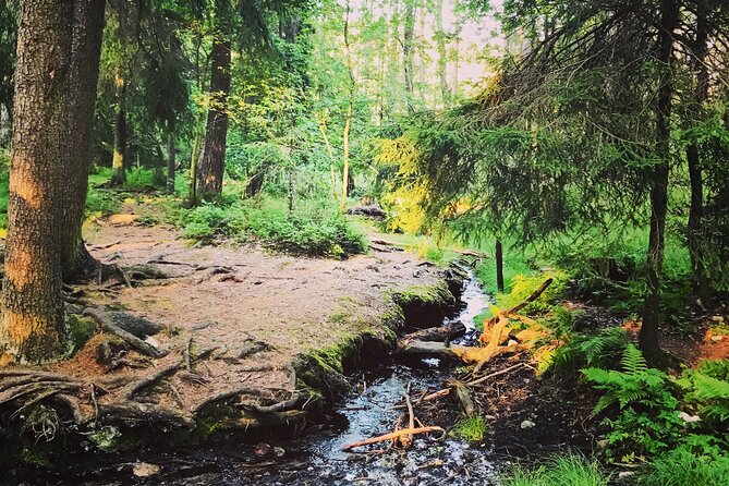 Forestbathing Slow Walking and Healing Spring Water, Stockholm - Booking details worth knowing
