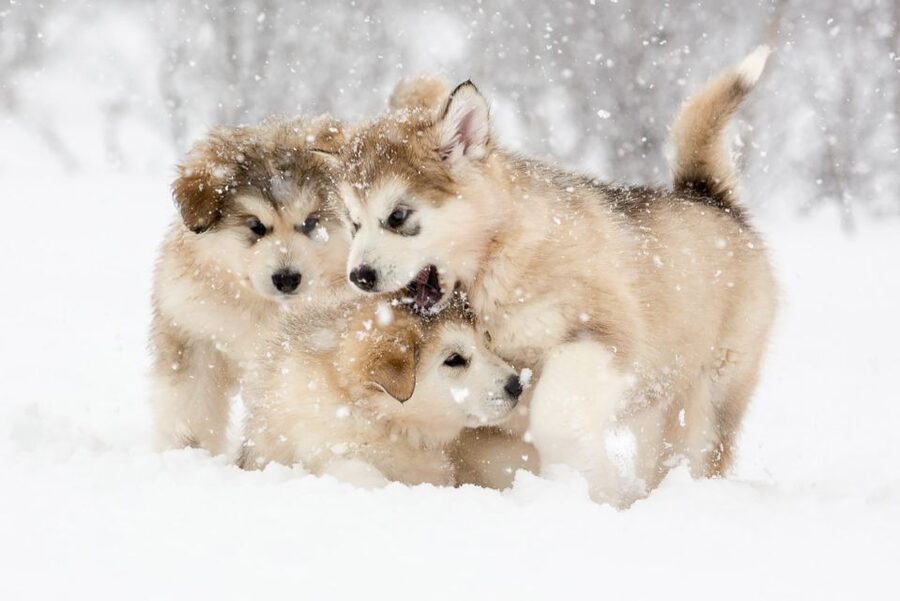 From Abisko: Dog Sledding Excursion to Kiruna with Fika - Key points to know before booking