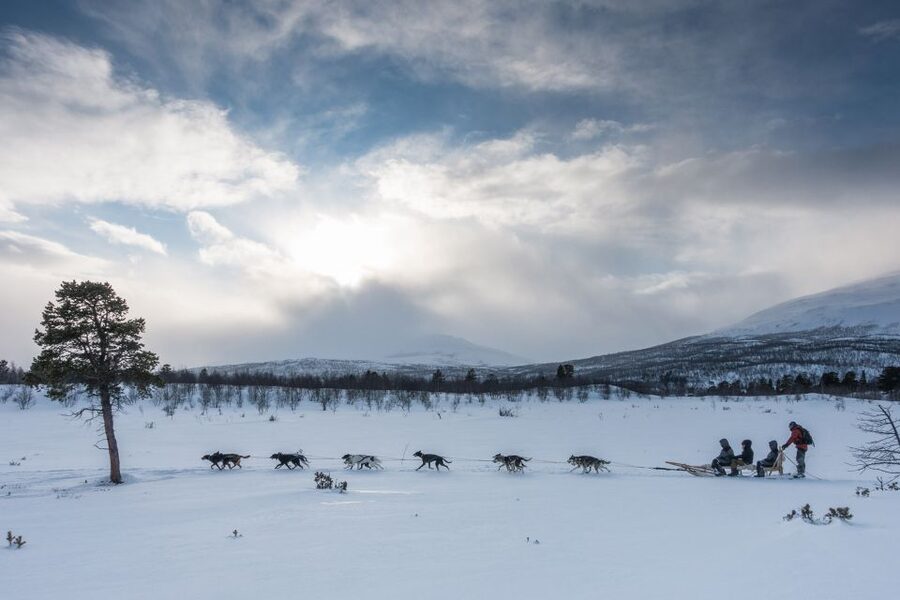 From Abisko: Dog Sledding Excursion to Kiruna with Fika - Meeting the dogs beyond the harnesses