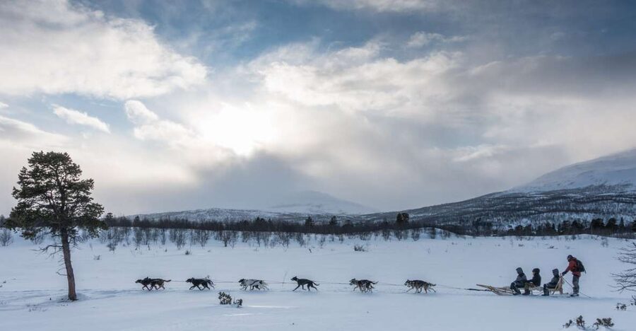 From Abisko: Dog Sledding Excursion to Kiruna with Fika - The value of $276 for a seven-hour outing