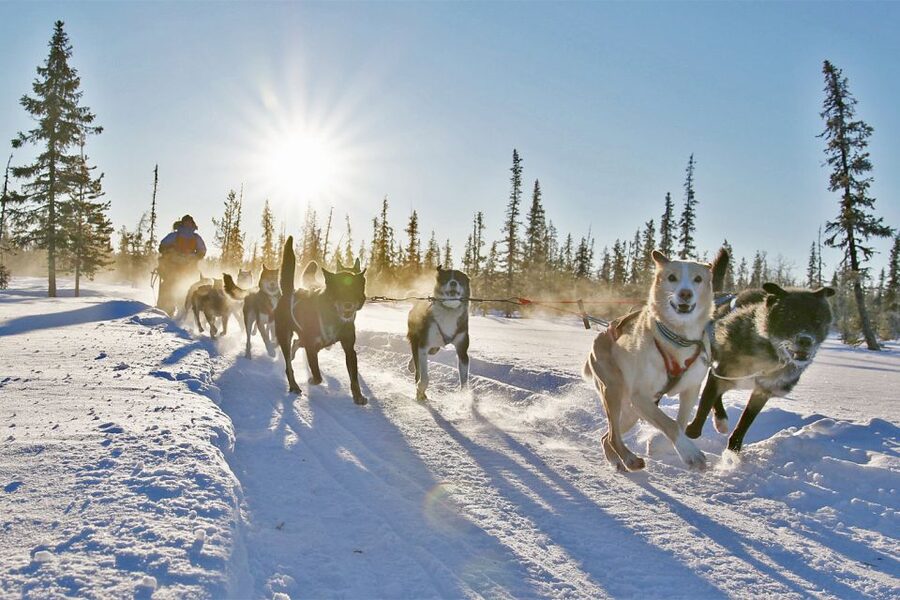 From Abisko: Dog Sledding Excursion to Kiruna with Fika - Who will enjoy this most