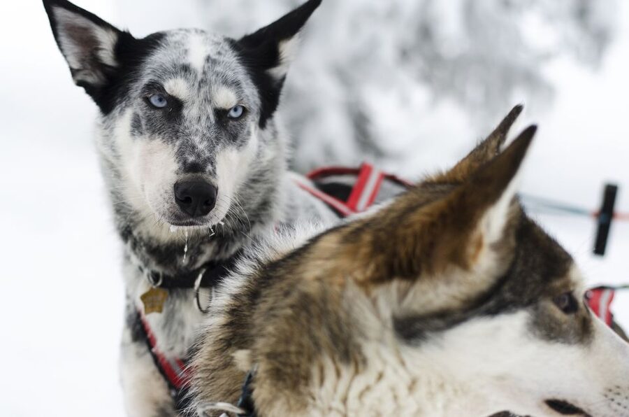 From Abisko: Dog Sledding Excursion to Kiruna with Fika - What the two-hour sled run is really like