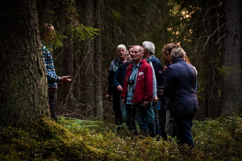 From Stockholm: Moose & Wildlife Safari with Campfire Dinner - Several hotspots improve your odds