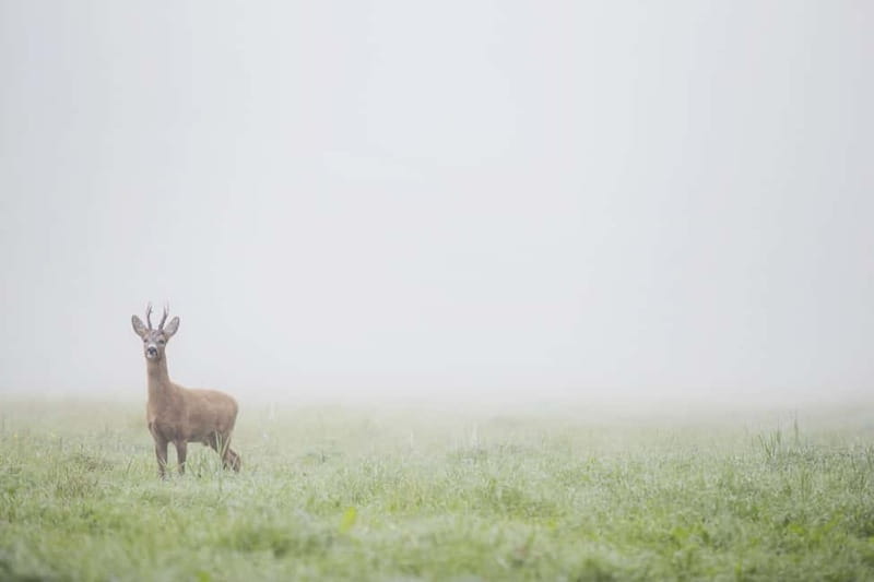 From Stockholm: Moose & Wildlife Safari with Campfire Dinner - What the wildlife sightings can really be like