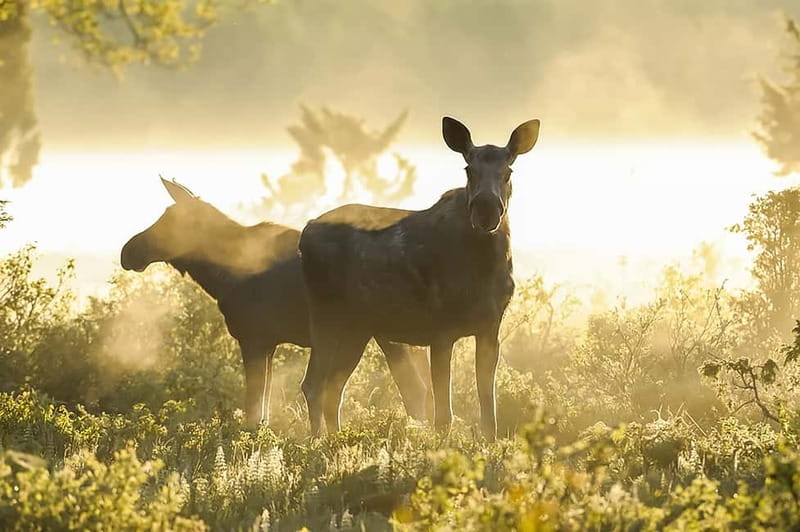 From Stockholm: Moose & Wildlife Safari with Campfire Dinner - Is $151 a fair price?