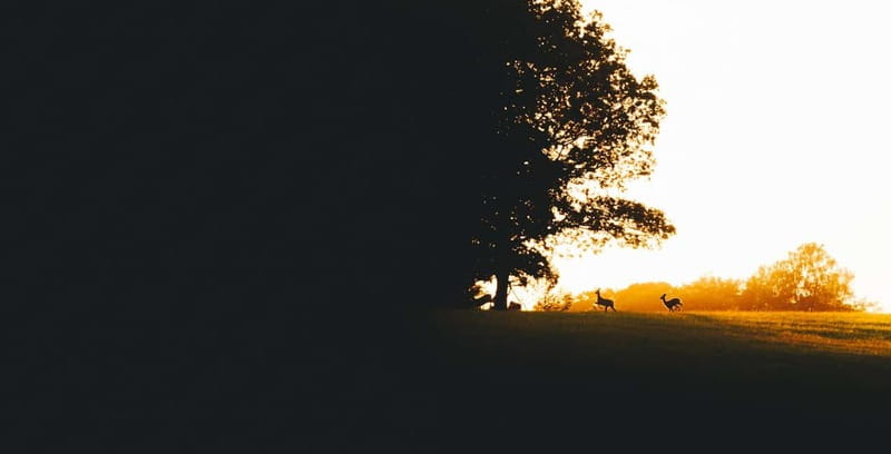From Stockholm: Moose & Wildlife Safari with Campfire Dinner - Practical details before you reserve