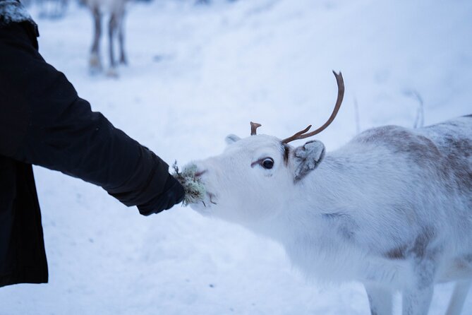 Full-Day Reindeer Tour with Pickup in Kiruna - Learning from Frederik and Peter