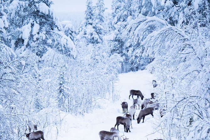 Full-Day Reindeer Tour with Pickup in Kiruna - Lunch beside the campfire