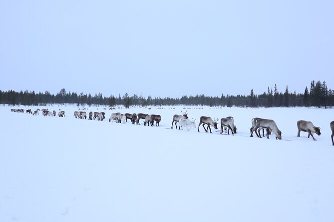 Full-Day Reindeer Tour with Pickup in Kiruna - Getting dressed for the cold