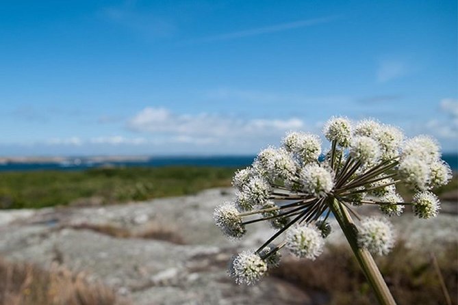 Guided boat tour to Vinga in Gothenburg - One free hour on Vinga