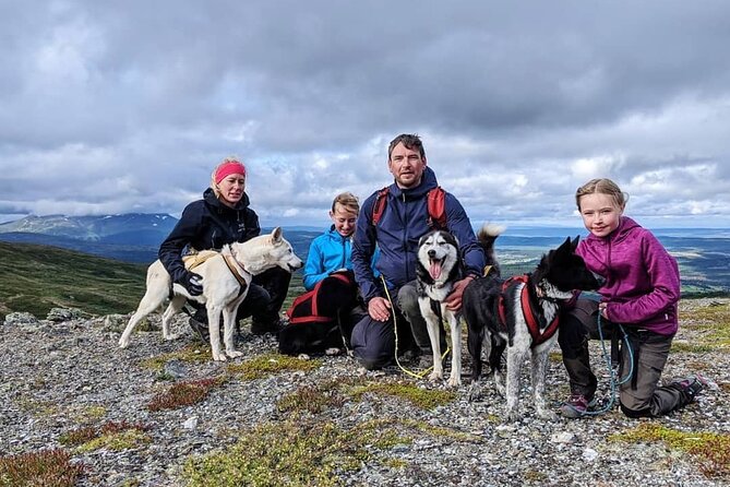 Half Day Guided Walk with Huskies - Walking toward Ridvadet through open forest